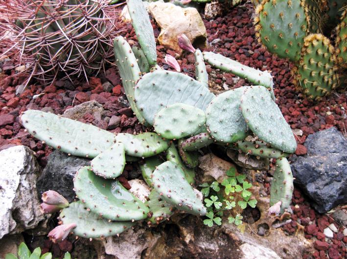 Opuntia humifusa (nr. 1 schop) 5-20 cm, cactus, winterharde vetplant,  resistent | eBay.de