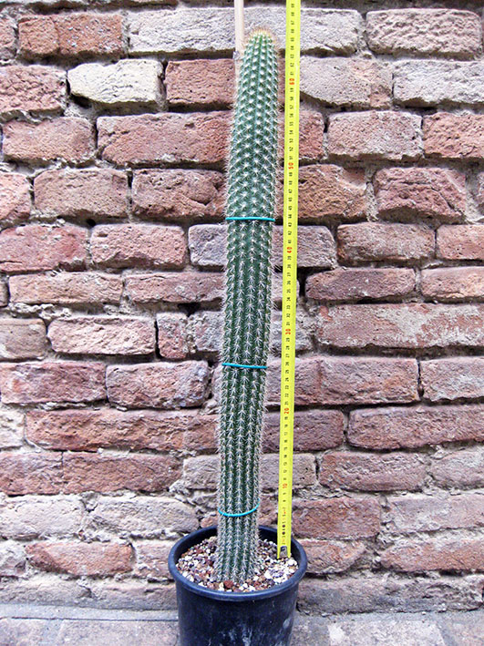 pn16 IG Aufschraubschlauchtüllle Tulli RACCORDO ottone nichelato