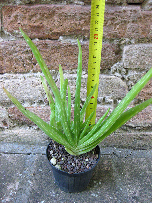 Aloe vera var. chinensis caespitosa 20 cm, cactus, plante succulente
