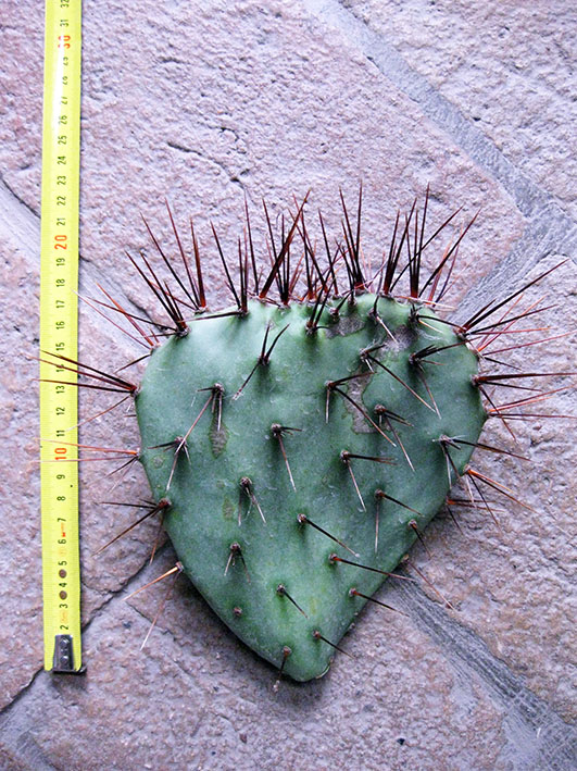 Opuntia phaeacantha var. major (n.1 pelle) 15-25 cm, cactus, plante succulente résistante à l\'hiver, résistante jusqu\'à -20 C